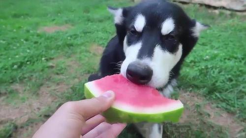 狗吃瓜的方法视频,萌态百出，瓜果飘香
