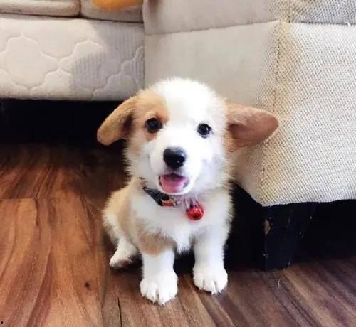 柯基吃贝贝瓜好吗视频,萌态十足！