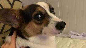 柯基吃贝贝瓜好吗视频,萌态十足！