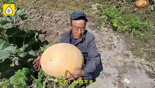 礼县吃瓜事件视频最新,一场网络舆论的风暴与反思