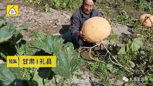 礼县吃瓜事件视频最新,一场网络舆论的风暴与反思