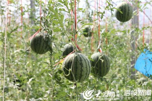 王稳庄吃瓜视频大全,揭秘乡村生活趣味瞬间