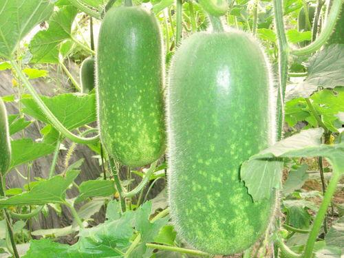 正能量吃瓜路人视频大全,路人视频里的欢乐时光