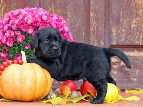 洋茄瓜狗狗可以吃吗视频,视频揭示宠物饮食新选择