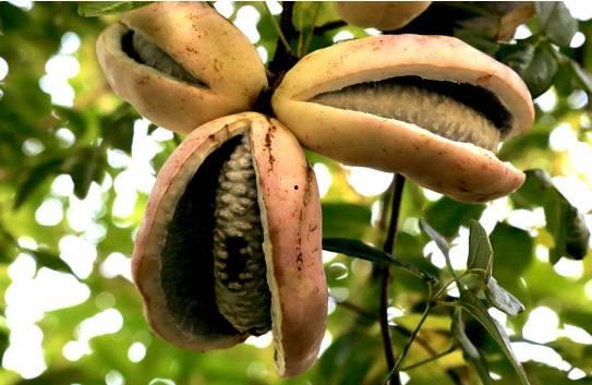 八月瓜怎么挑籽吃的视频,八月瓜籽挑选与食用技巧揭秘