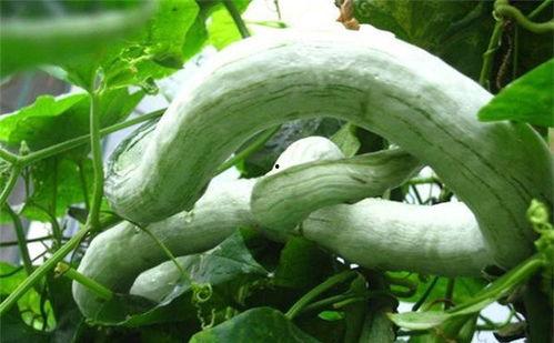 强子吃蛇瓜视频在线观看,在线观看惊险刺激一幕