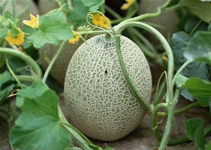 河北人吃哈密瓜好吗视频,美味体验分享