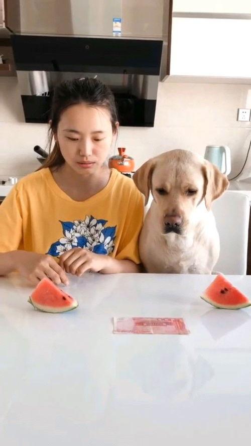 草泥马视频吃瓜在线看,吃瓜在线观看，揭秘热门事件幕后真相