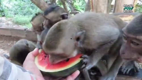 小猴瓜好吃吗怎么吃视频,视频揭秘最佳食用方法