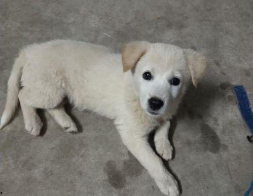 吃瓜捞的大白狗视频,网友直呼可爱爆表！