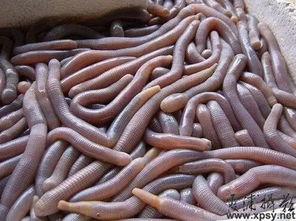 什么瓜菜没有虫吃呢视频,天然防虫之道