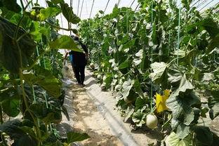 在瓜地吃开园瓜视频,共享丰收喜悦