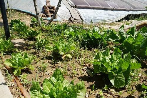 在瓜地吃开园瓜视频,共享丰收喜悦