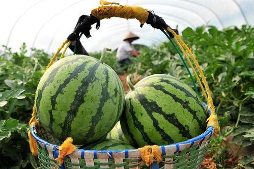 长意吃瓜视频,揭秘娱乐圈幕后故事，带你领略明星真实生活