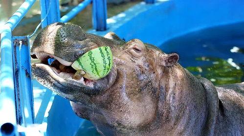 河马吃哈密瓜配音视频,趣味配音视频萌翻网友