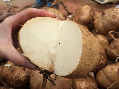 土瓜能不能加热吃呢视频,美味与健康的完美结合