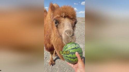 骆驼吃不吃葫芦瓜视频,它们真的能吃吗？