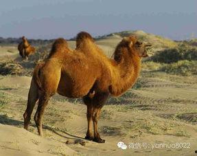 骆驼吃不吃葫芦瓜视频,它们真的能吃吗？