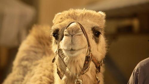 骆驼吃不吃葫芦瓜视频,它们真的能吃吗？