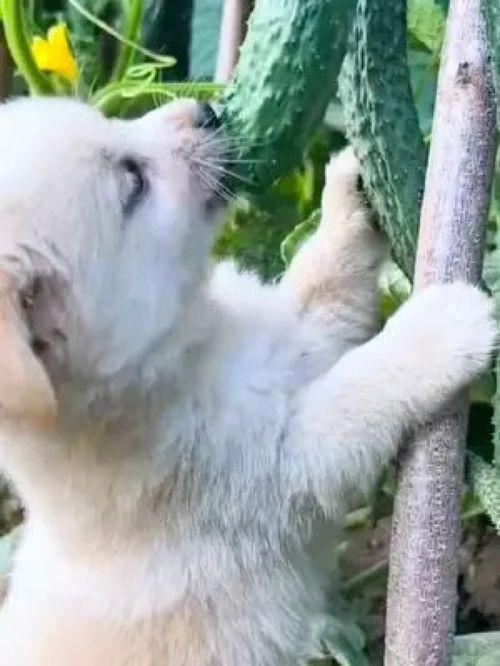 幼崽吃瓜搞笑视频大全集,搞笑视频大全集来袭！