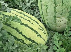 花样吃瓜视频教程,解锁夏日美食新姿势