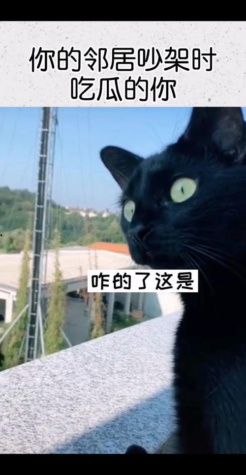 狗吃瓜邻居吵架视频播放,视频播放引发网友热议