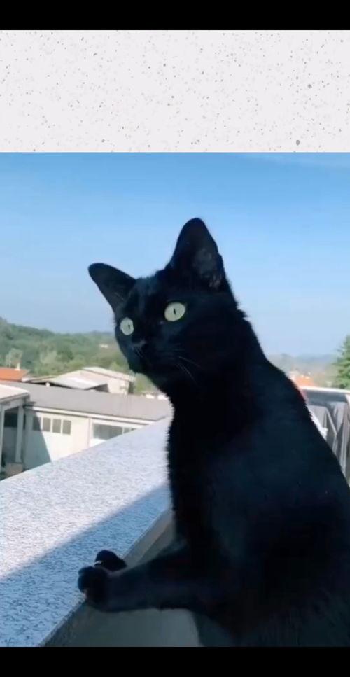 狗吃瓜邻居吵架视频播放,视频播放引发网友热议