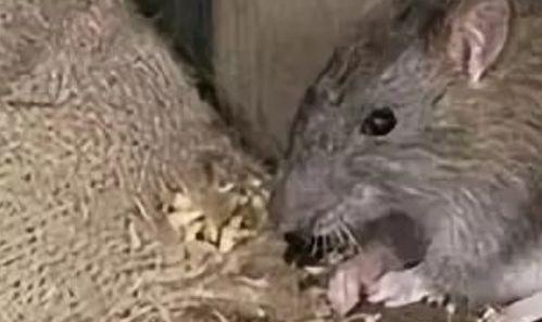 女友吃瓜吃出老鼠视频播放,惊悚吃瓜！女友视频揭露吃瓜老鼠真相