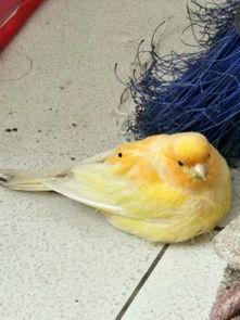 砍瓜能拌着鸟吃吗视频