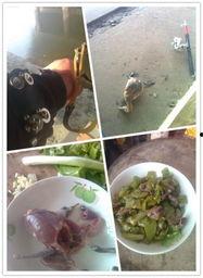 砍瓜能拌着鸟吃吗视频