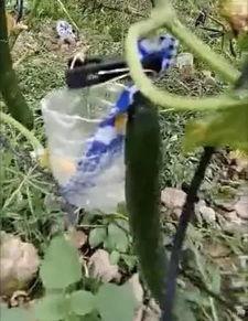 山东邳州吃瓜事件视频,一场网络热议背后的真相揭秘