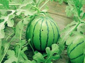 小糖人可以吃丑瓜吗视频,小糖人挑战丑瓜美味大揭秘