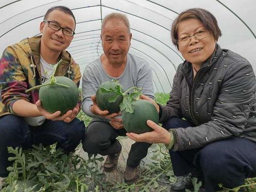 莱西三山岛吃瓜事件视频,一场引发热议的网络奇观