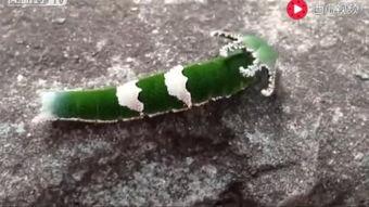 昆虫吃瓜的视频,昆虫与瓜果的奇妙互动