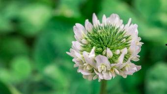 吃瓜叶菊的虫子图片视频,图片视频解析