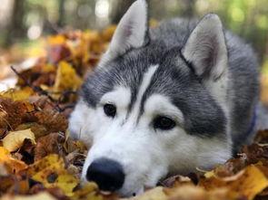 哈士奇闷烧吃瓜视频,萌态十足引网友热议