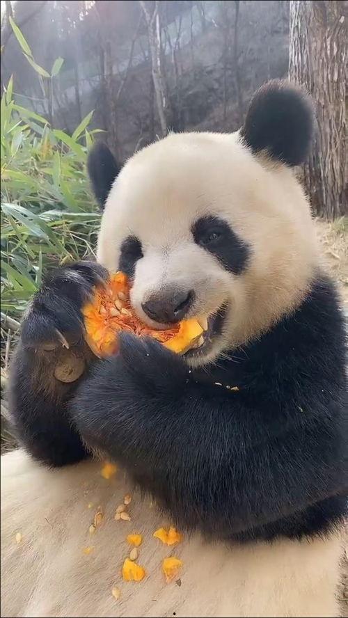 大熊猫宝宝吃兰瓜视频教程